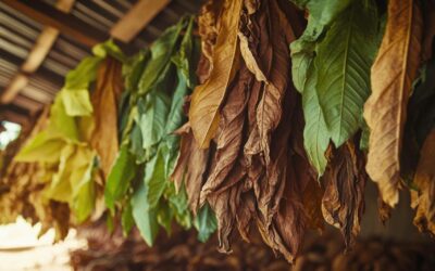 Les techniques de séchage du tabac : De l’artisanal à l’industriel, impact sur les coûts